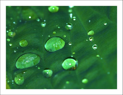 Tropfen_Hosta_1_30-05-2005.jpg