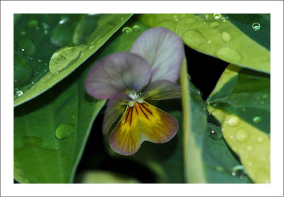 Tropfen_Hosta_Viola_1_30-05-2005.jpg
