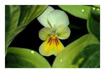 Tropfen_Hosta_Viola_2_30-05-2005.jpg