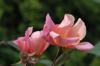mutabilis_5170.jpg