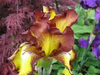 IMG_1131.JPG
