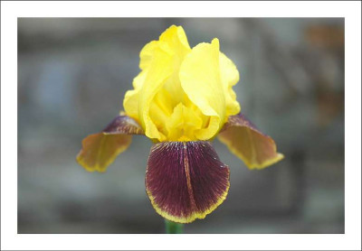 Iris_Grand_Chef_1_28-05-2005.jpg