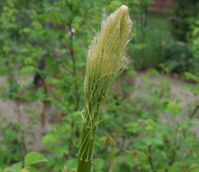 20060517_eremurus_ruiter_hybride.jpg