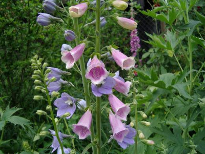 RitterspornDigitalis4.JPG