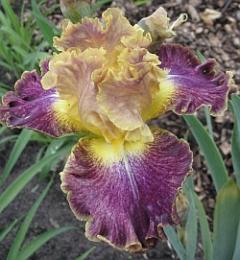 181-8133a_IMG.jpg