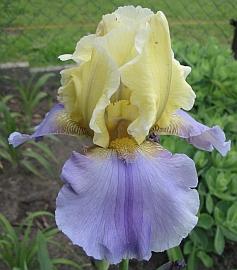 181-8136a_IMG.jpg