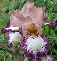 181-8147a_IMG.jpg