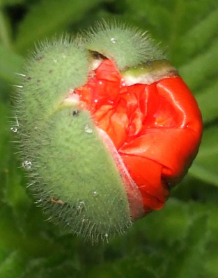 20060530_p_orientale_knospe.jpg