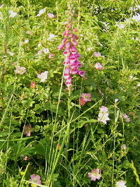 Digitalis28.jpg
