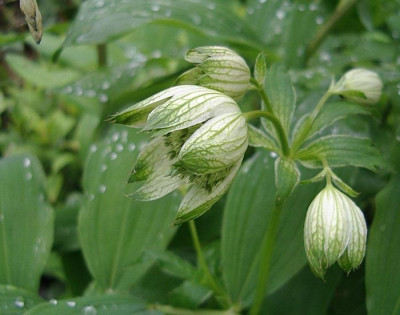 Imgp6338-Astrantia.jpg