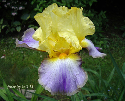 Imgp6331-unbek.jpg