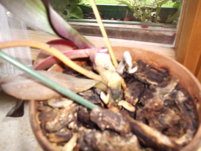 P1110002.jpg