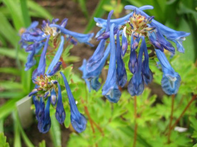 Corydalis_Spinners_06541.jpg