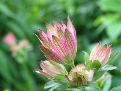 Astrantia_Roma_310506_k.jpg
