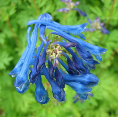 Corydalis_flexuosa_x_elata_07181.jpg