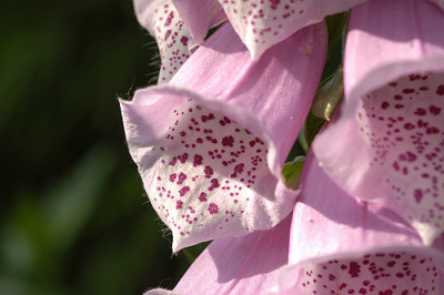 digitalis_nah_5222.jpg