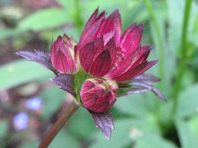 Astrantia_Ruby_Wedding_k.jpg