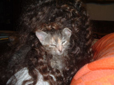 Haarkatze.jpg