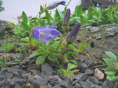 Campanula_Namen_hab_ich_vergessen.jpg