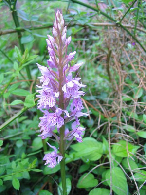 Dactylorhiza_fuchsii_fars.jpg