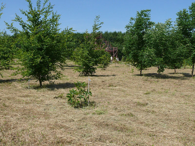 b1807669_800_aesculus_pavia.jpg