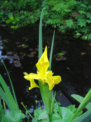 Iris_germanica_fars.jpg