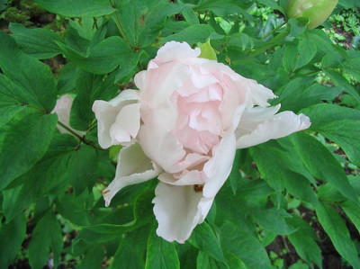 Paeonia_suffruticosa__unbekannt.jpg