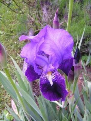 Iris_germ.jpg