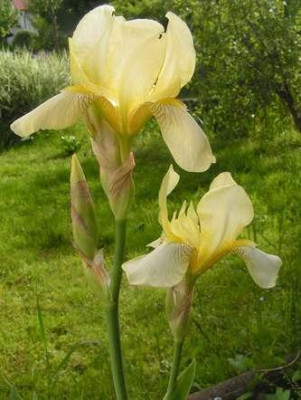 Iris_fruehe_gelbe.jpg