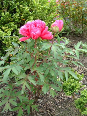 DSCF1103_Small.JPG
