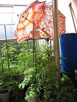 tomatenschutz.JPG