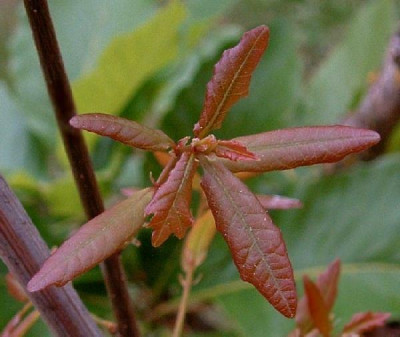 Q_robur_Salicifolia-Austrieb-f.jpg