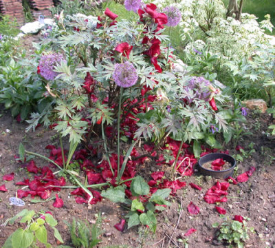 Hephestos_K_26938_Es_herbstelet.jpg
