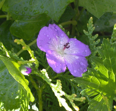 Storchenschnabel_Rozanne_S4_26891.jpg