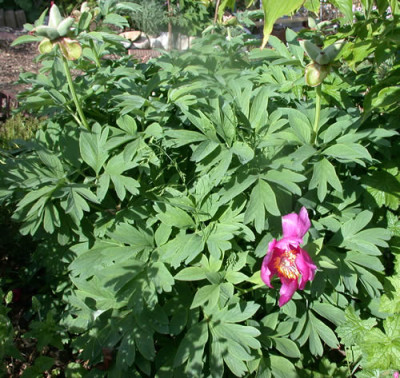 Pfingstrose_peregrina_x_officinalis_R_26993_Letzte_Bluete_und_Narrenkappe_.jpg