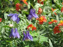 IMG_1541a.jpg