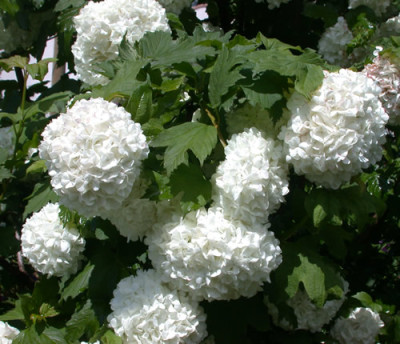 Schneebaelle_S2_26947_Passend_zur_Zeit.jpg