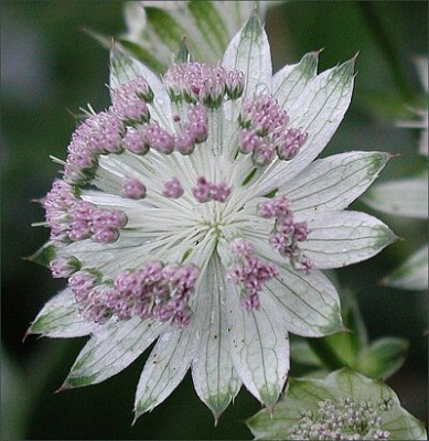 Astrantia_major_Bo_Ann.jpg