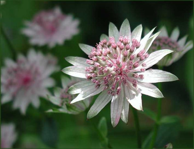 Astrantia_Pink_Bridge.jpg