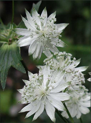 Astrantia_Canneman.jpg