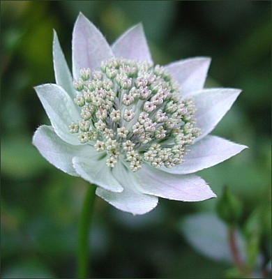 Astrantia_maxima.jpg