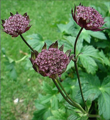 Astrantia_major_Hadspen_Blood.jpg