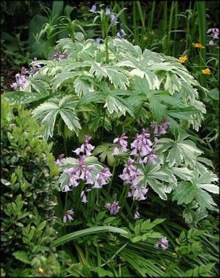Astrantia_major._Sunningdale_Variegated.jpg