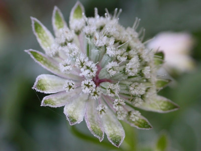 welche_Astrantia2.jpg