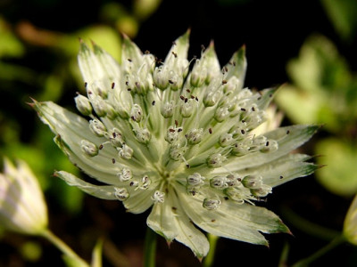 welche_Astrantia1.jpg