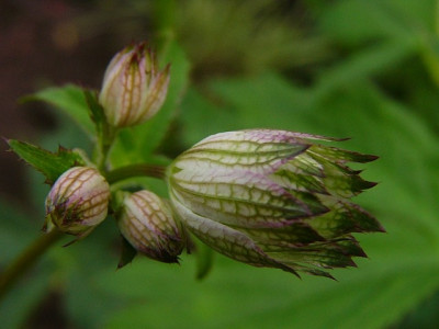 welche_astrantia3.jpg
