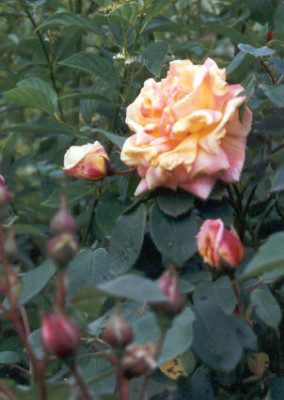 Unbekannte_Rose_2.jpg