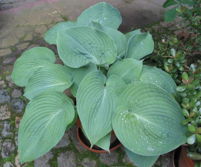 HOSTA_IV.jpg