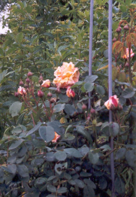 Unbekannte_Rose_1.jpg