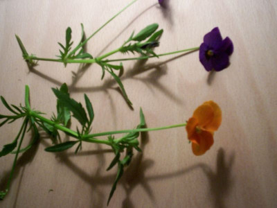 000_0491.jpg